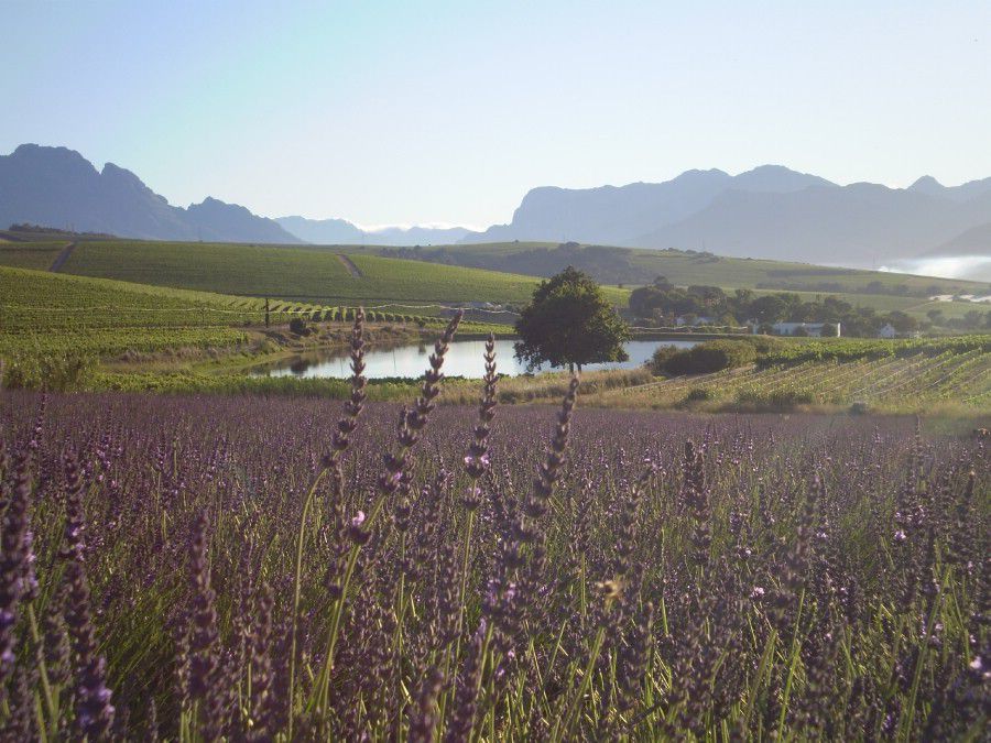 Dewaal Lavendar Farm, Stellenbosch