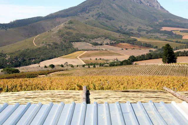 Warwick Wine Estate Vineyards